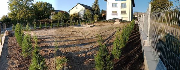 Újonnan ültetett oszlopos Leyland ciprusok sorakoznak a kerítés mentén, zöld védőfalat képezve.