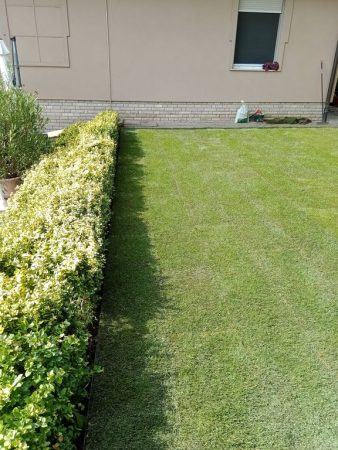 Rézsű kúszó kecskerágóval beültetve, tetején friss gyepszőnyeggel